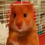 HarryTheHamster