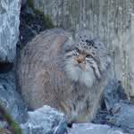 PallasCats