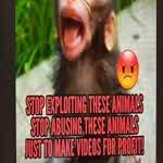 StopMonkeyAbuse