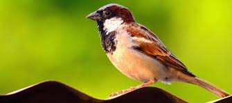 Sparrow