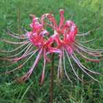 SpiderLilly35