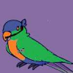 Lorikeet