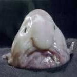 DiosBlobfish