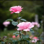 FlowerRose2004