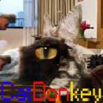 CatDonkey