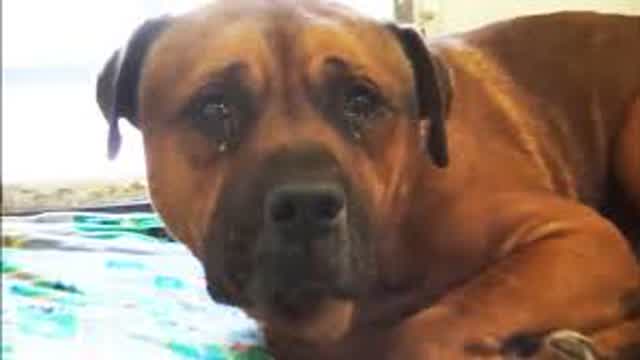 Devoted dog couldnt stop crying at the shelter after he realized that he had been abandoned [TubeRip