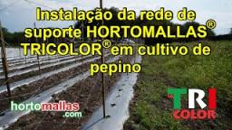 Instalação da rede de suporte HORTOMALLAS® TRICOLOR® em cultivo de pepino.