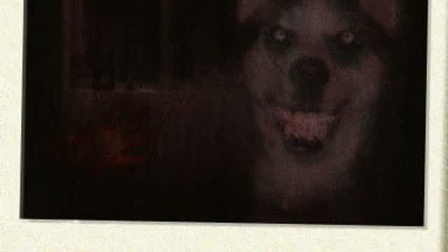 "Smile Dog" Creepypasta Reading