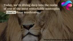 The Nootropic Benefits Of Lion’s Mane