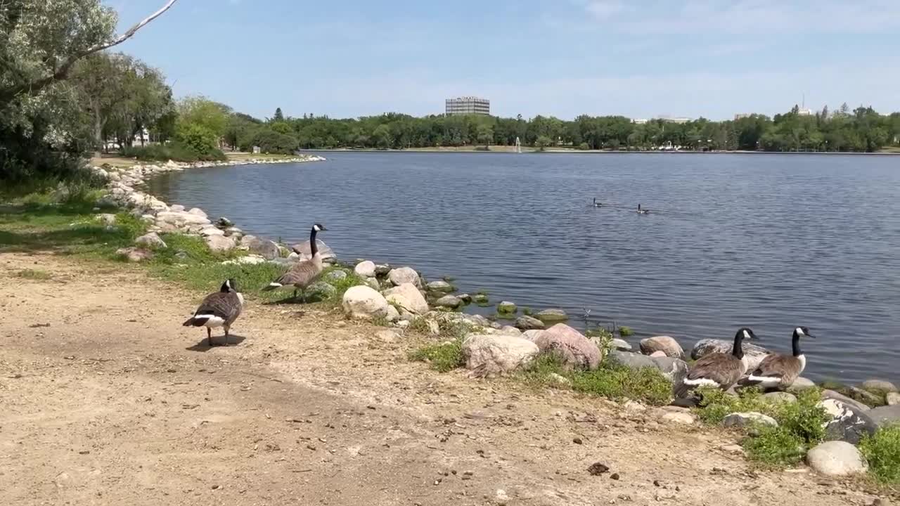 Chilling With Some Geese