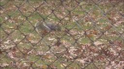 SQUIRREL EATING FOOD IN LEVITTOWN