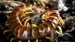 giant centipede vs tarantula