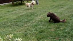 2 dogs having a roll