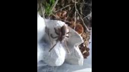 My Tarantula