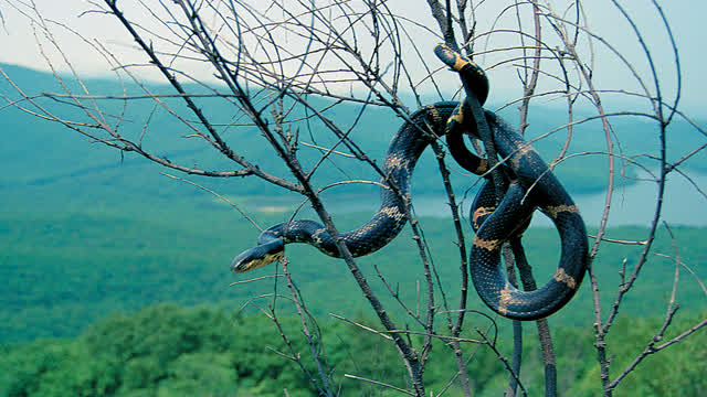 Amur snake.