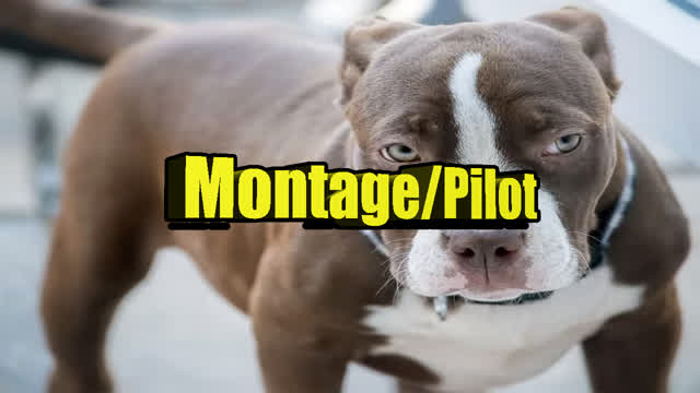 DOGang Show Ep. 0 - Pilot/Montage