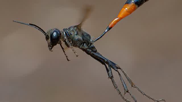 Home nest of Ammophila.