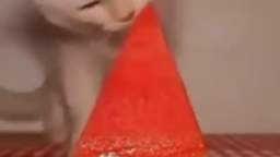 cat asmr eating seedless watermelon slice timelapse super fast sped up fast forward