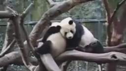 Pandas at the San Diego Zoo