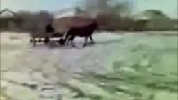 amish drifting