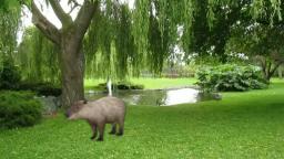 Capybara Ponders The Meaning Of Life