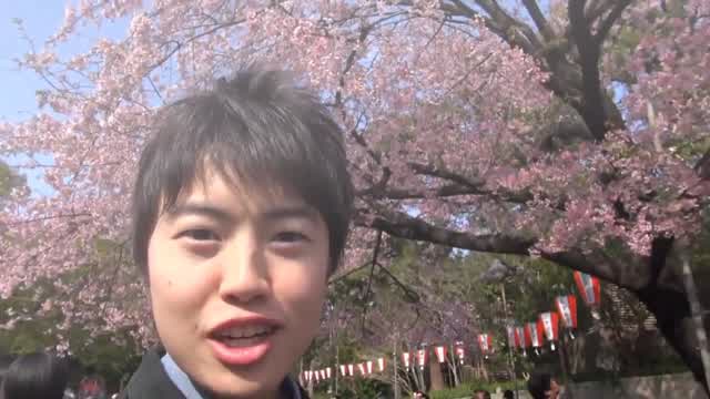 VLPMV: Bloom Nobly, Cherry Blossoms of Masuo ~ Border of Masuo