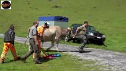 Cow flown by helicopter in Switzerland during cattle march