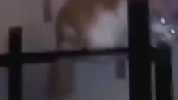 smooth criminal cat