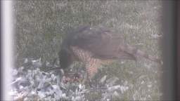 BIRD OF PREY IN BACKYARD