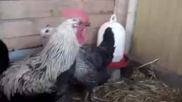 Death Metal Rooster