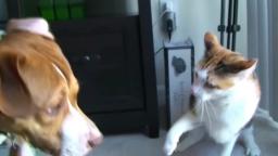 Gato vS perro (LOQUENDO)