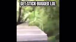 Get Stick Bugged lol