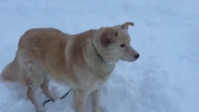 Husky Reacts To Alaska's Snowstorm