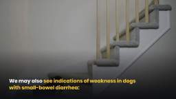 Different Types of Dogs Diarrhea