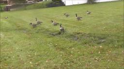 CANADIAN GEESE AT NEWTON LAKE PARK