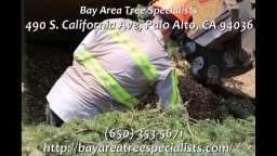 Arborist Palo Alto - Bay Area Tree Specialists (650) 353-5671