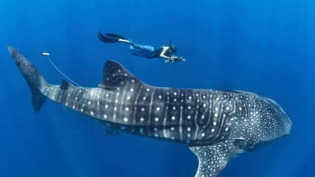 Russian yacht and whale shark.