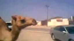 Camel drinking mountain dew