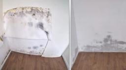 Affordable Mold Removal in Garland, TX