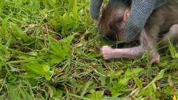 beni baby monkey, playing on grass.