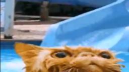 cat goes down water slide