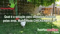 Qual é a solução para os danos causado pelas aves. Malha/Rede CHICKENMALLA®.