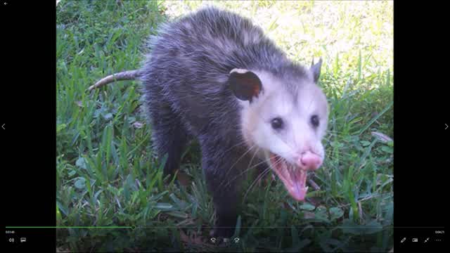 Anthony Giarrusso Animal Encounters Episode 2