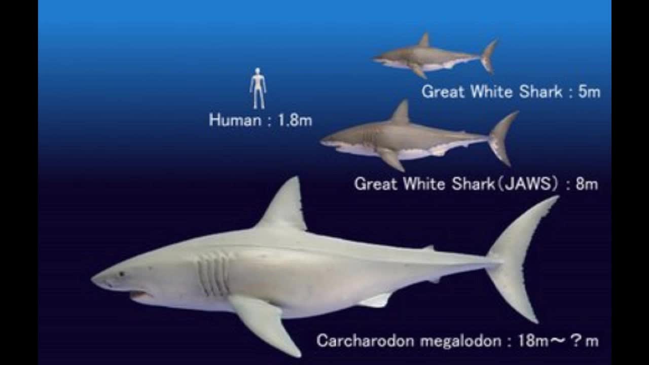 Megalodon still alive