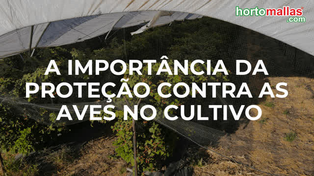 A IMPORTÂNCIA DA PROTEÇÃO CONTRA AS AVES NO CULTIVO