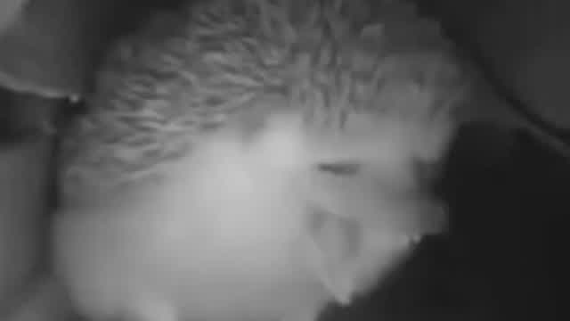 Inward Hedgehog