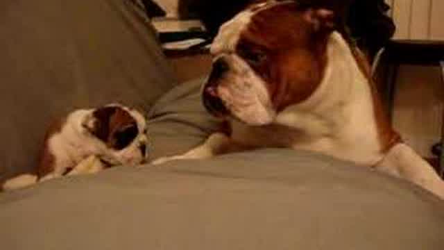 English Bulldog Father meets daughter first time