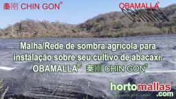 Malha/Rede de sombra agrícola para instalação sobre seu cultivo de abacaxi. OBAMALLA® 秦刚 CHI