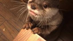 cute otter