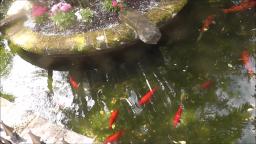 Fish in a pond